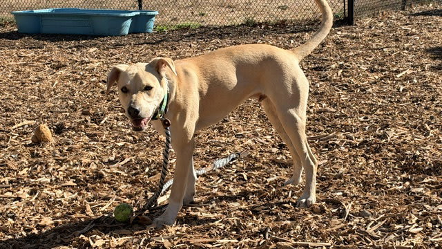 Photo of ROCKO