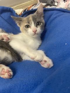 Photo of Mochi