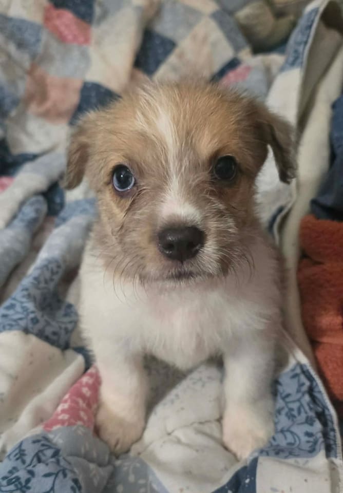 Photo of Avani- the A Litter