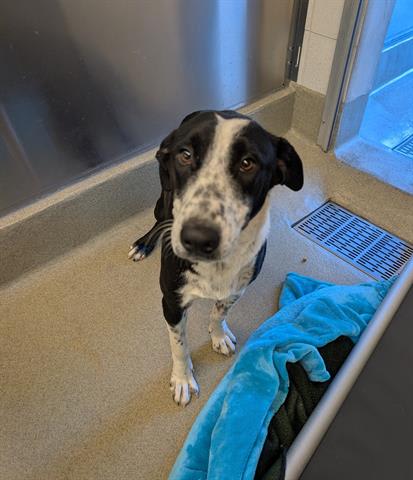 Photo of DOTTIE