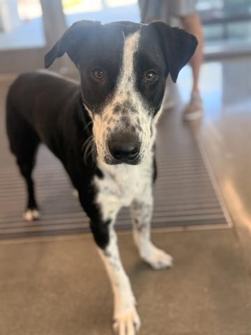 Photo of Dottie