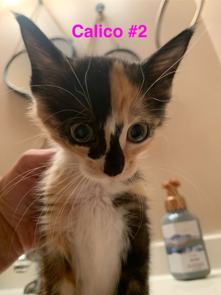 Photo of Calico #2