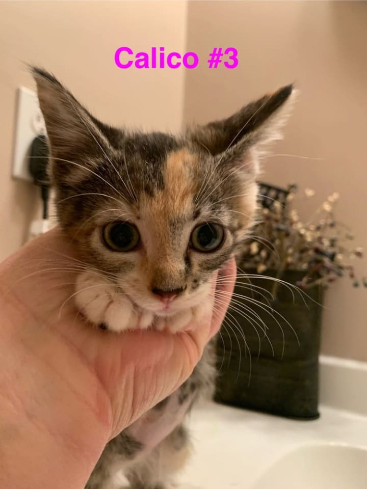 Photo of Calico #3