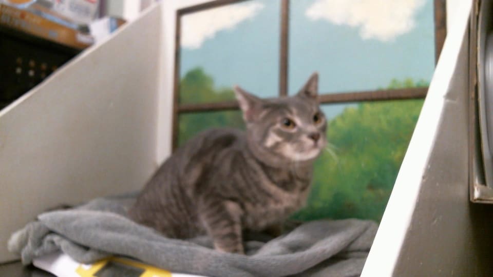 Photo of Cat