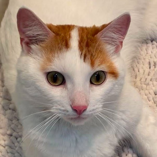 Photo of Vito