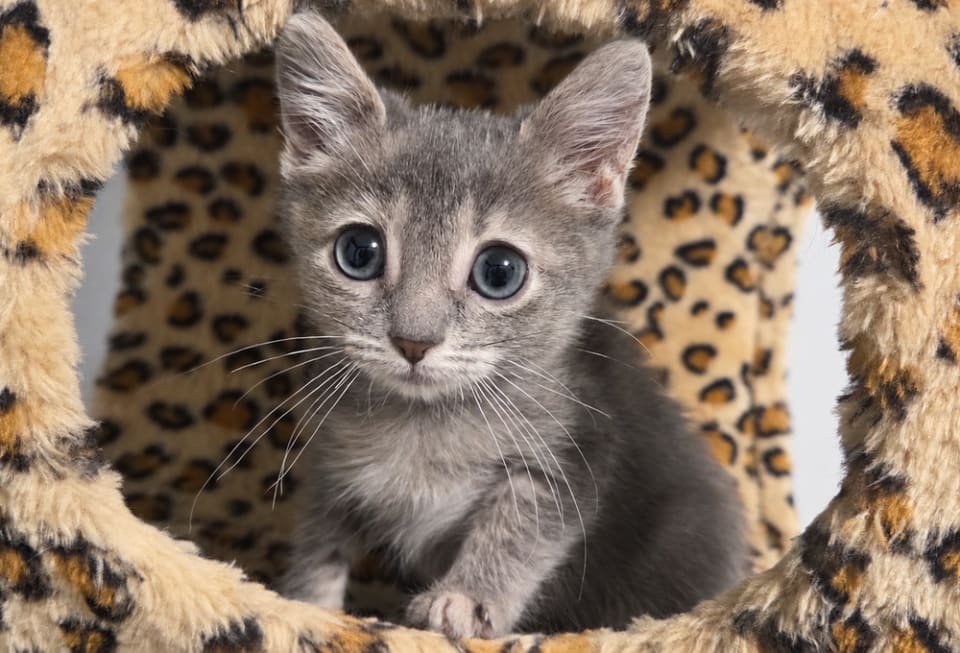 Photo of Lavender