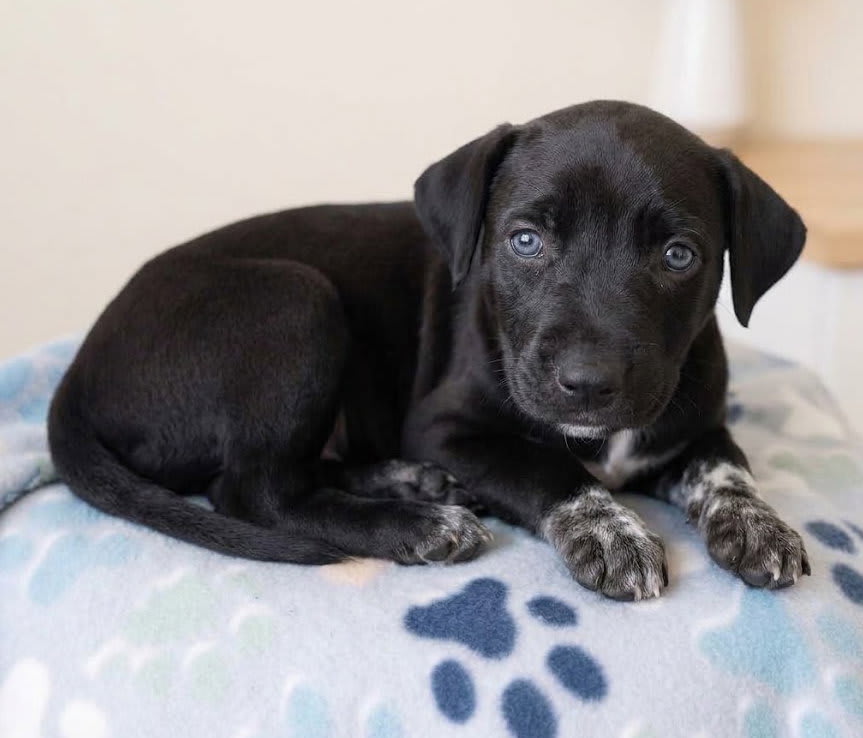 Photo of Jet