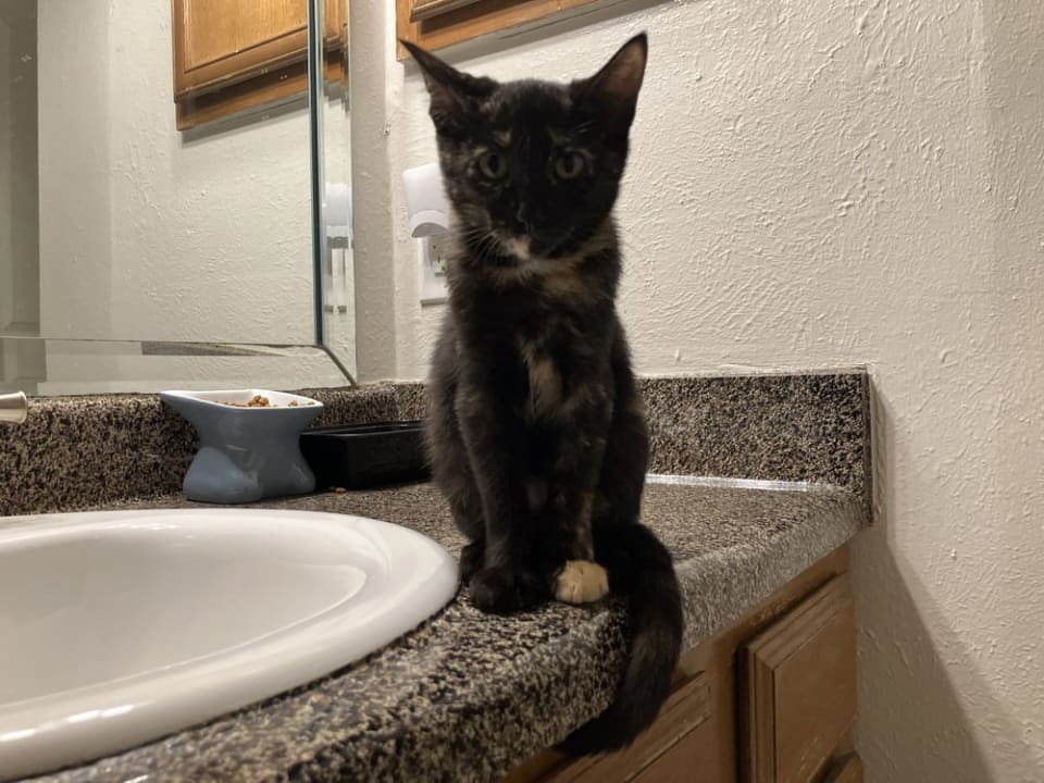 Photo of Rowdy Penny