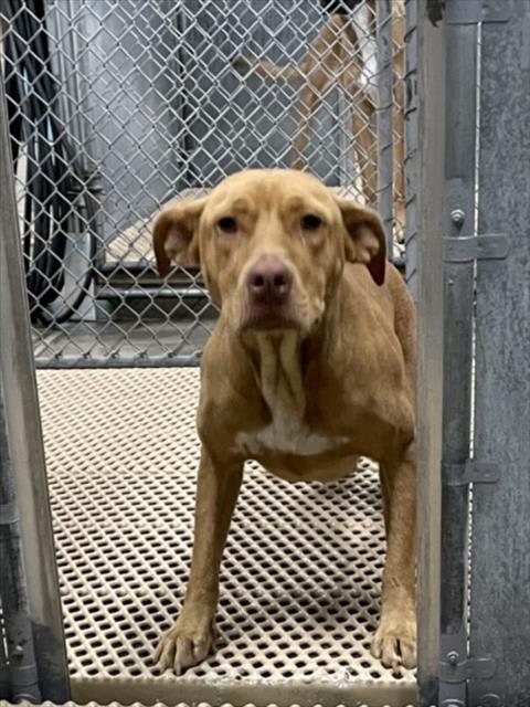 Photo of Dog
