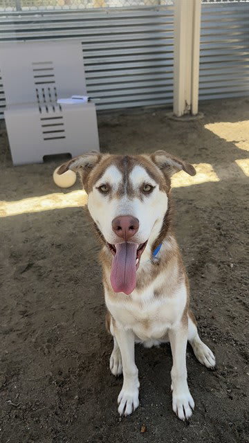 Photo of Hopper