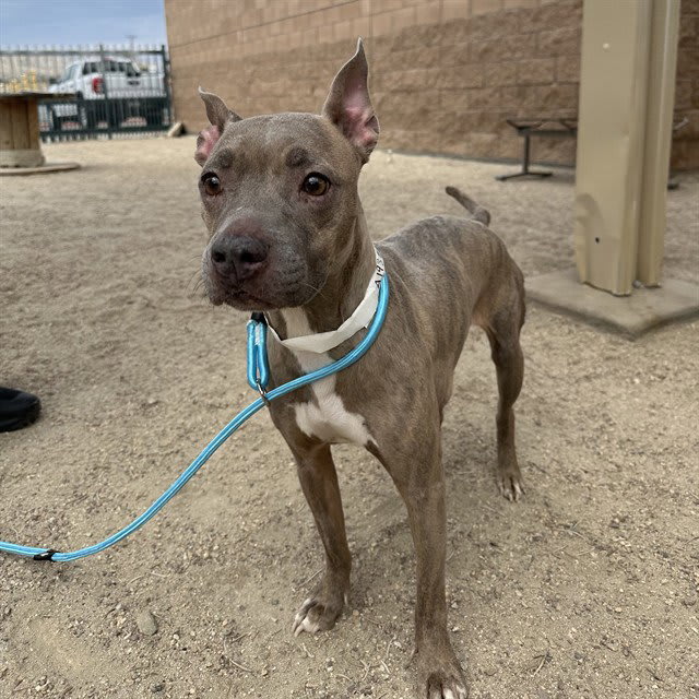 Photo of Willow Scout