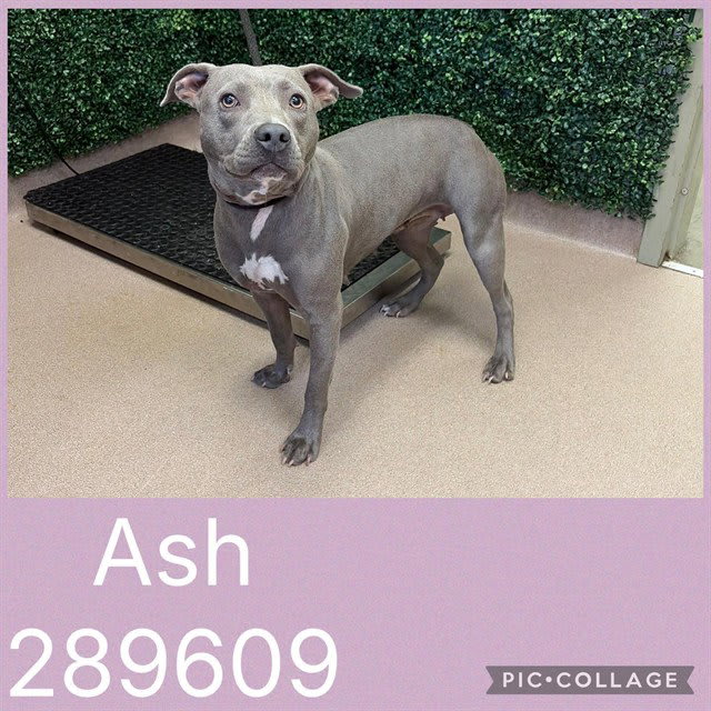 Photo of Ash