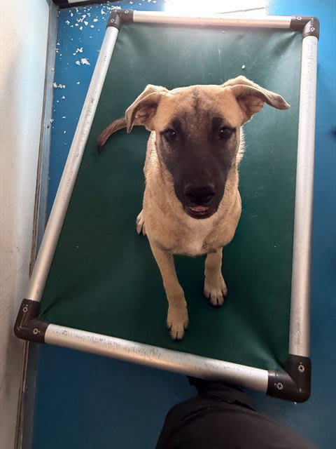 Photo of Dog