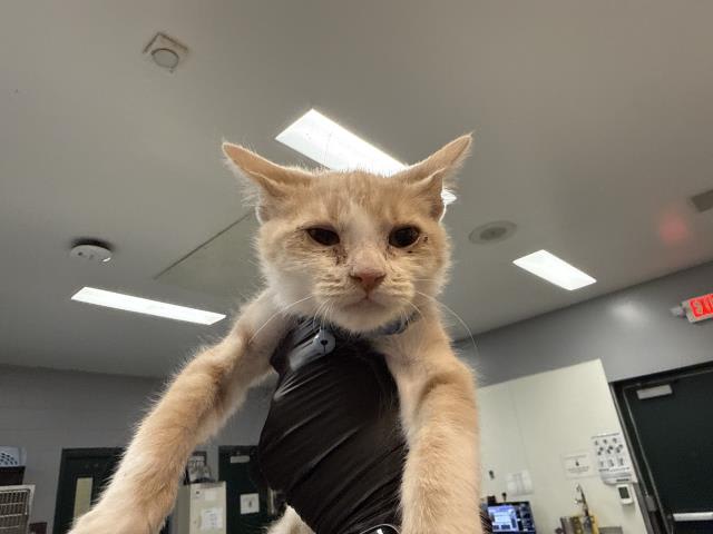 Photo of Cat