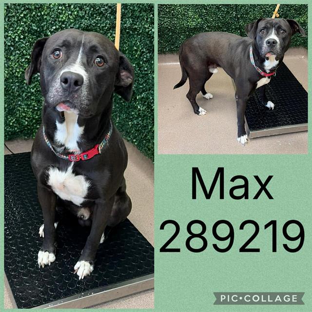 Photo of Max