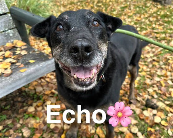 Photo of Echo