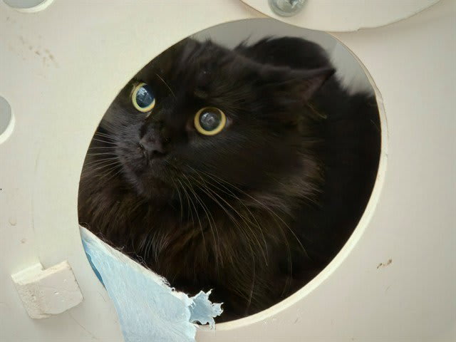 Photo of Domino