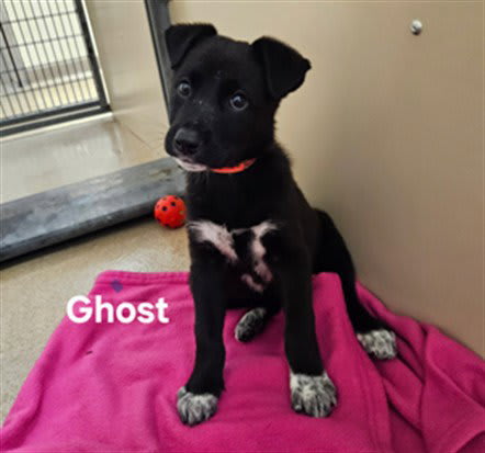 Photo of Ghost
