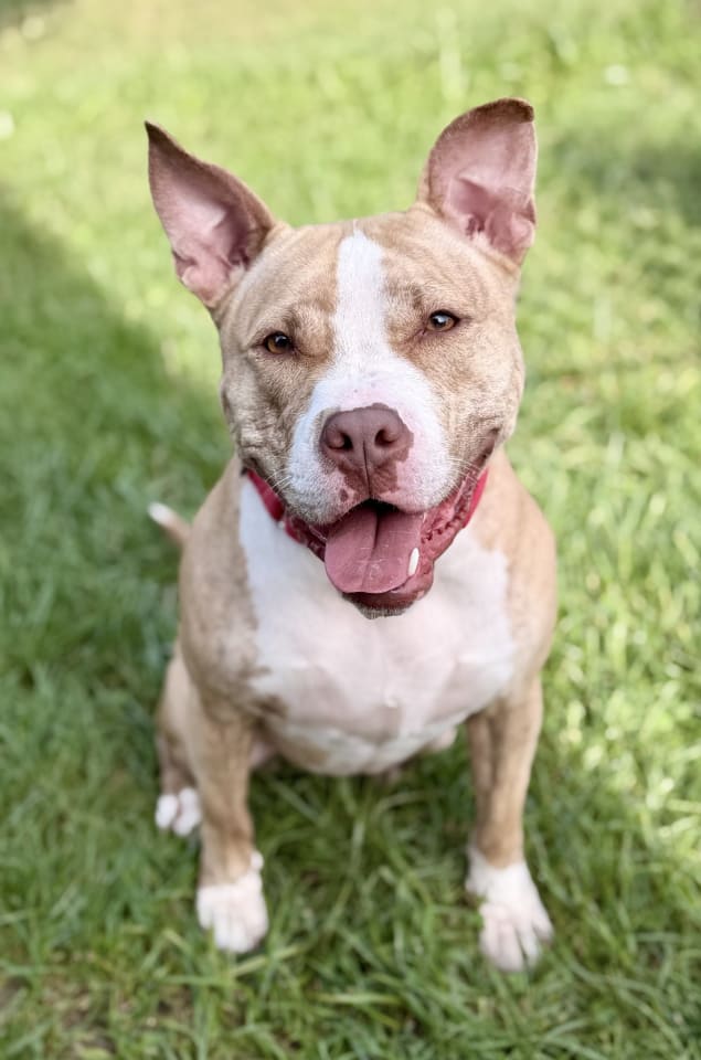 Photo of Nova