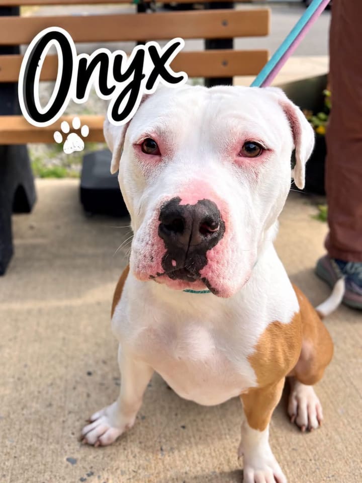 Photo of Onyx