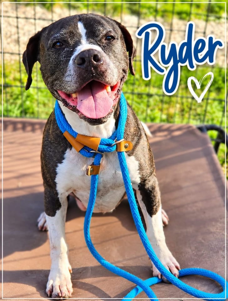 Photo of Ryder