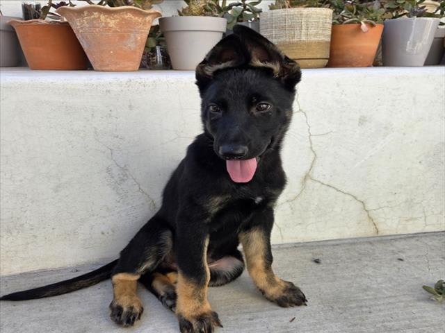 Photo of Nico