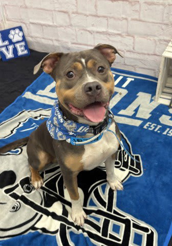 Photo of Brownie