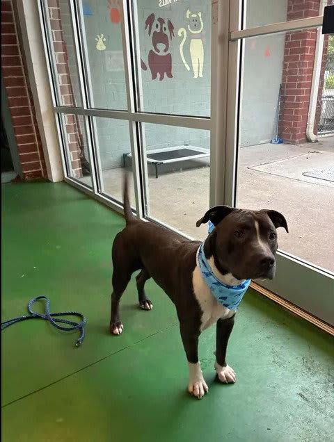 Photo of Dog