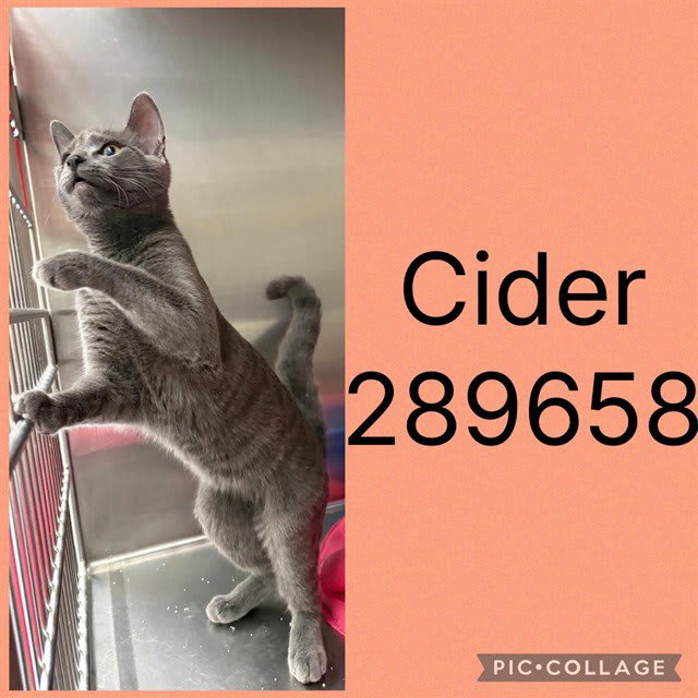 Photo of Cider
