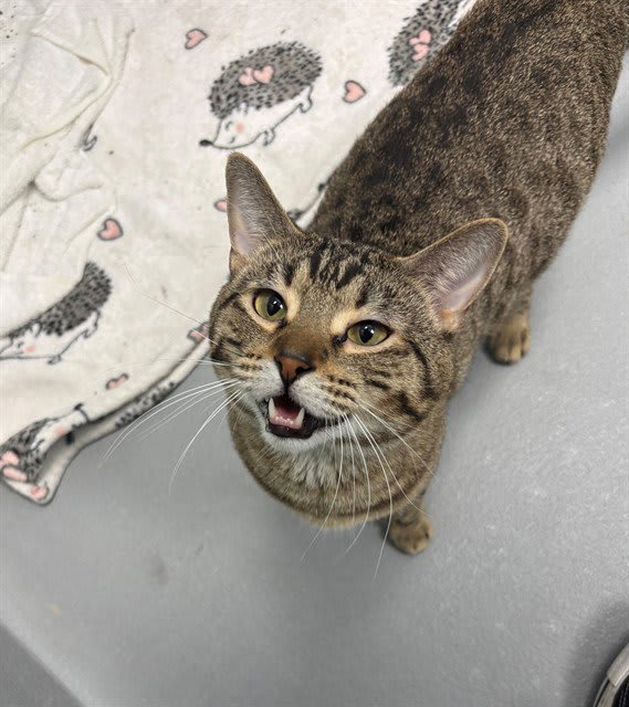Photo of Basil