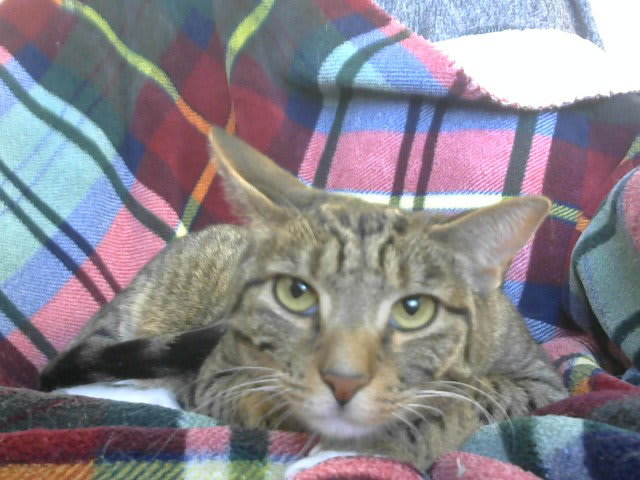 Photo of Bella