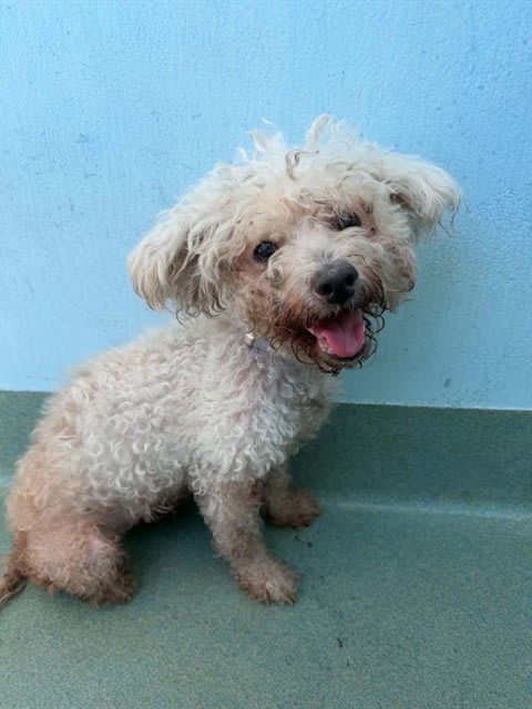 Photo of Bella