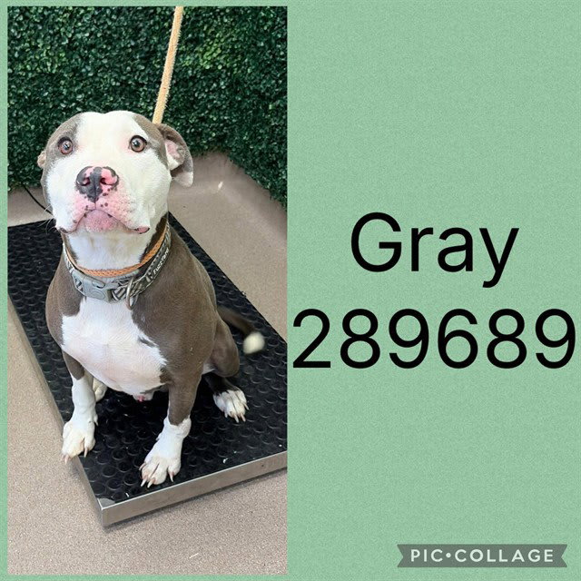 Photo of Gray
