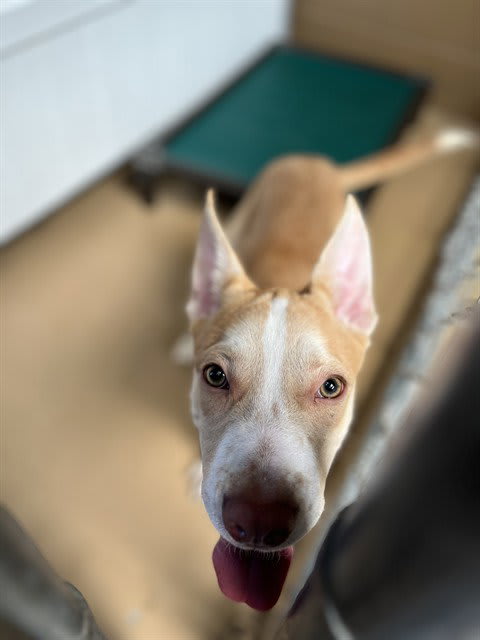 Photo of Dog
