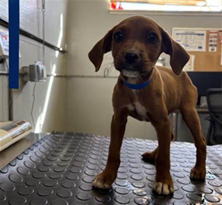 Photo of Dog