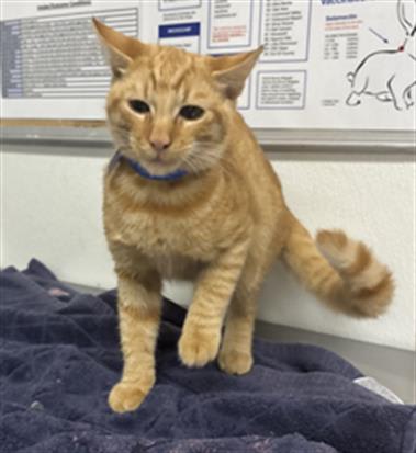 Photo of Cat