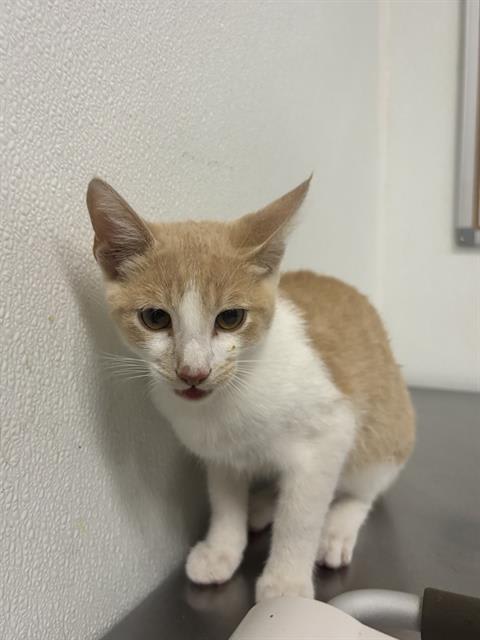 Photo of Cat
