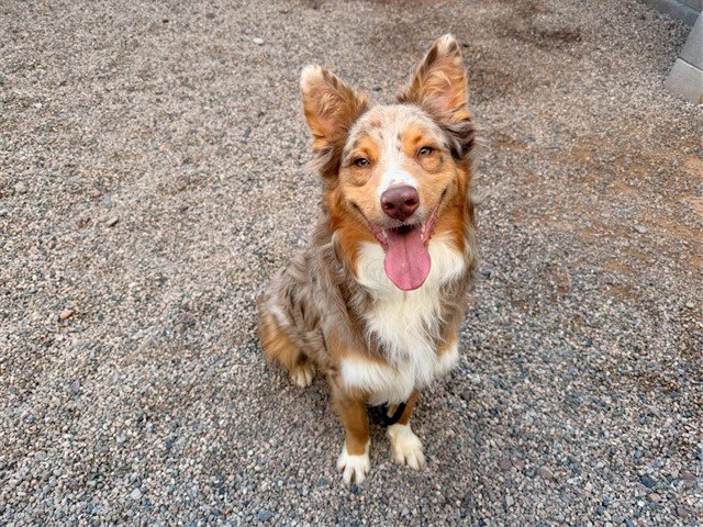 Photo of Cooper