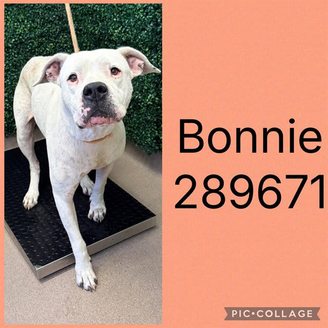 Photo of Bonnie