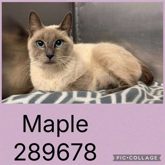 Photo of Maple