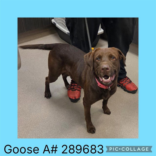 Photo of Goose