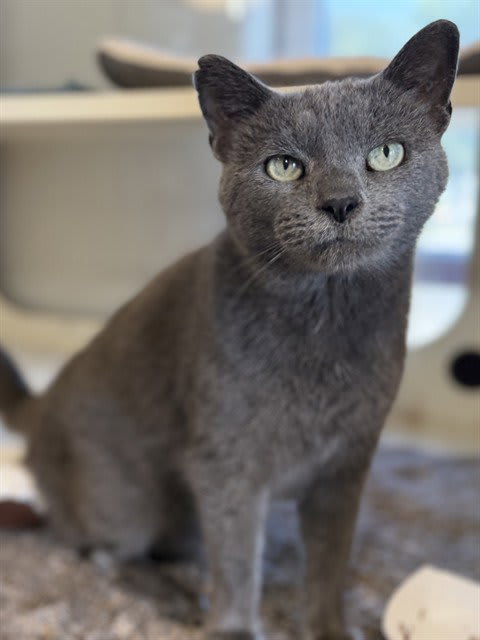 Photo of Silver Mist