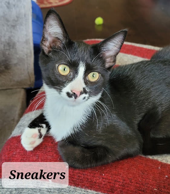 Photo of Sneakers