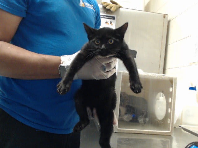 Photo of Cat