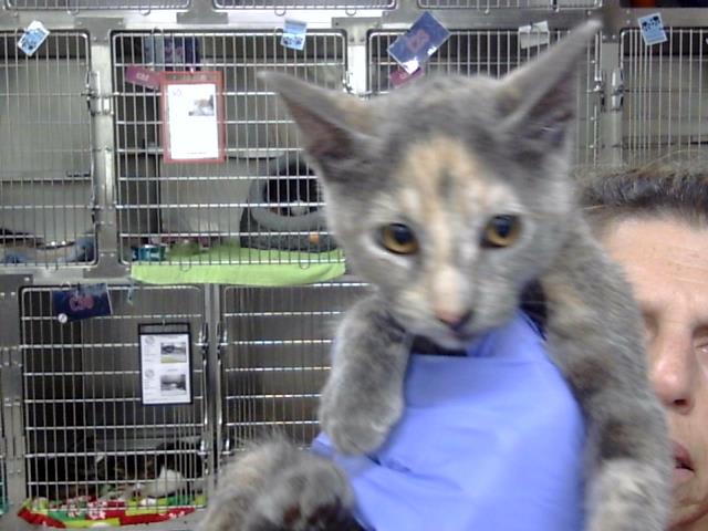 Photo of Cat
