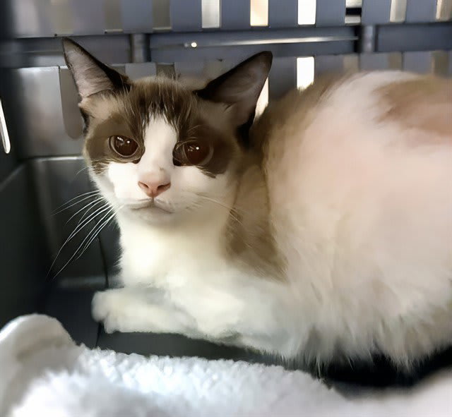 Photo of Shyla