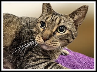 Photo of Scooter