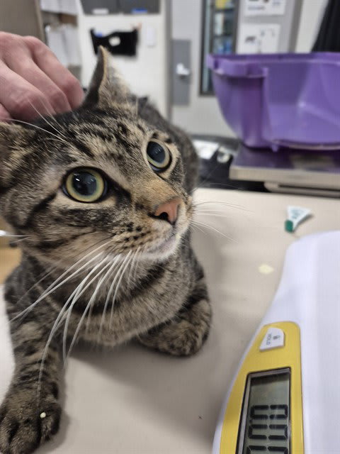 Photo of Cat