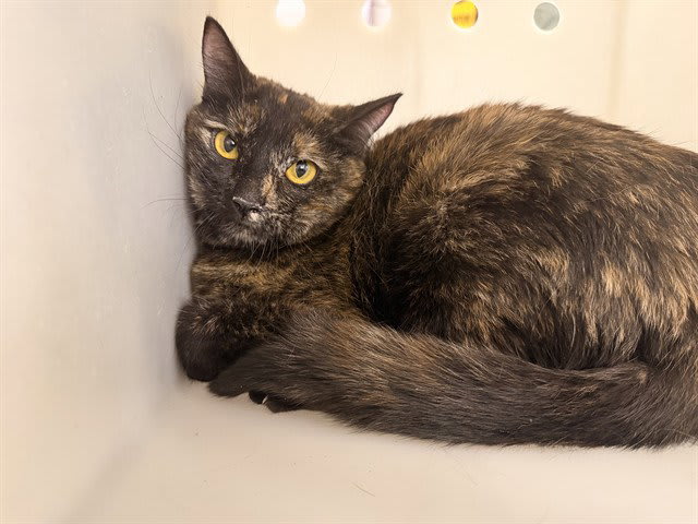 Photo of Cici