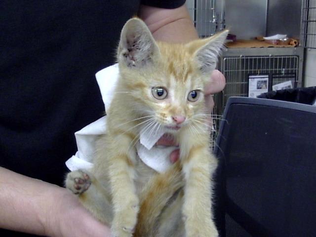 Photo of Cat